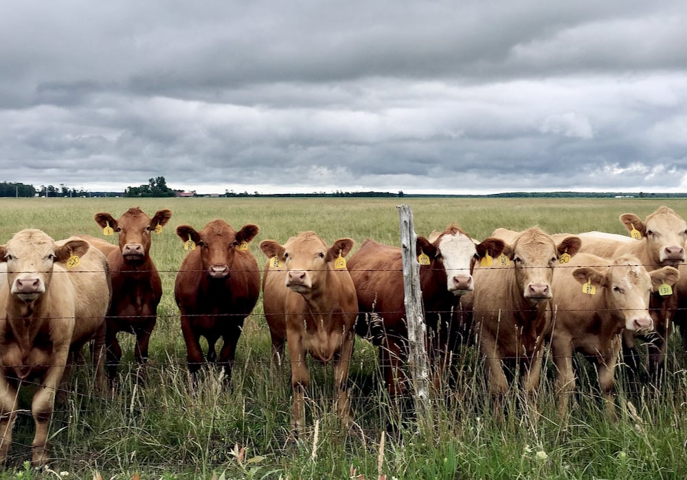 Disruptions to supply chain-reliant industries like beef requires thoughtful mitigation strategies, especially in an integrated North American system, says CCA President Nathan Phinney.