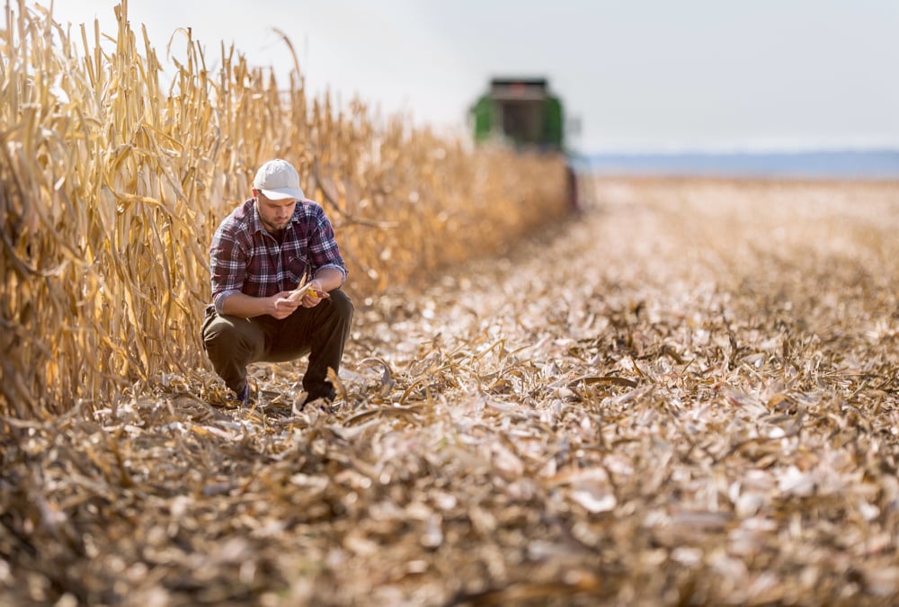 A young farmer examines corn in his field. It’s troubling that no one knows the plan for the approximately 770 acres of land in Wilmot township, nor can they find out.