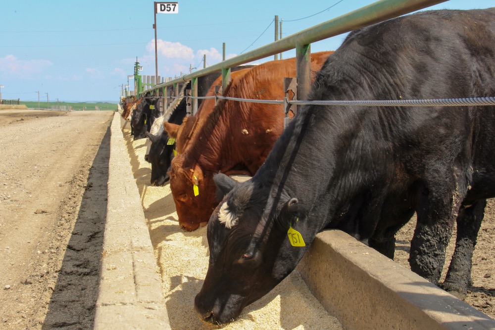 New Canadian feed regulations released