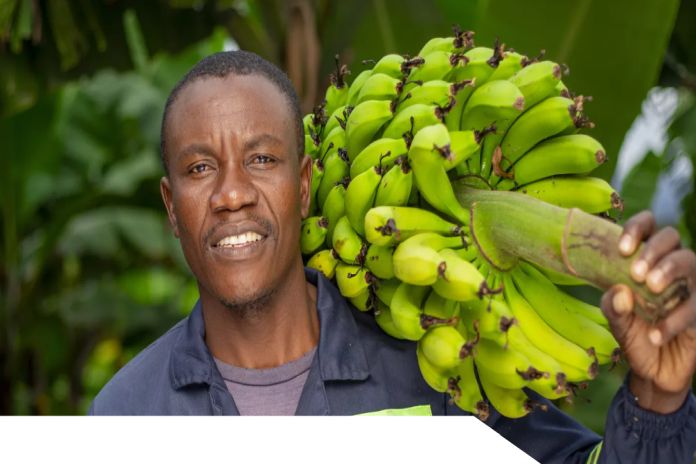 New processing plant brings hope to banana farmers in Zimbabwe