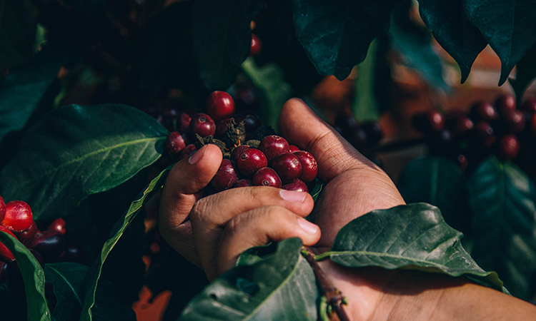 New study explores potential for climate-smart coffee