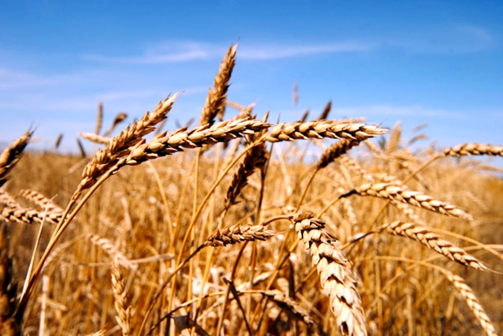 Both wheat stem sawfly and midge are becoming a growing threat throughout the Prairies. Photo: File
