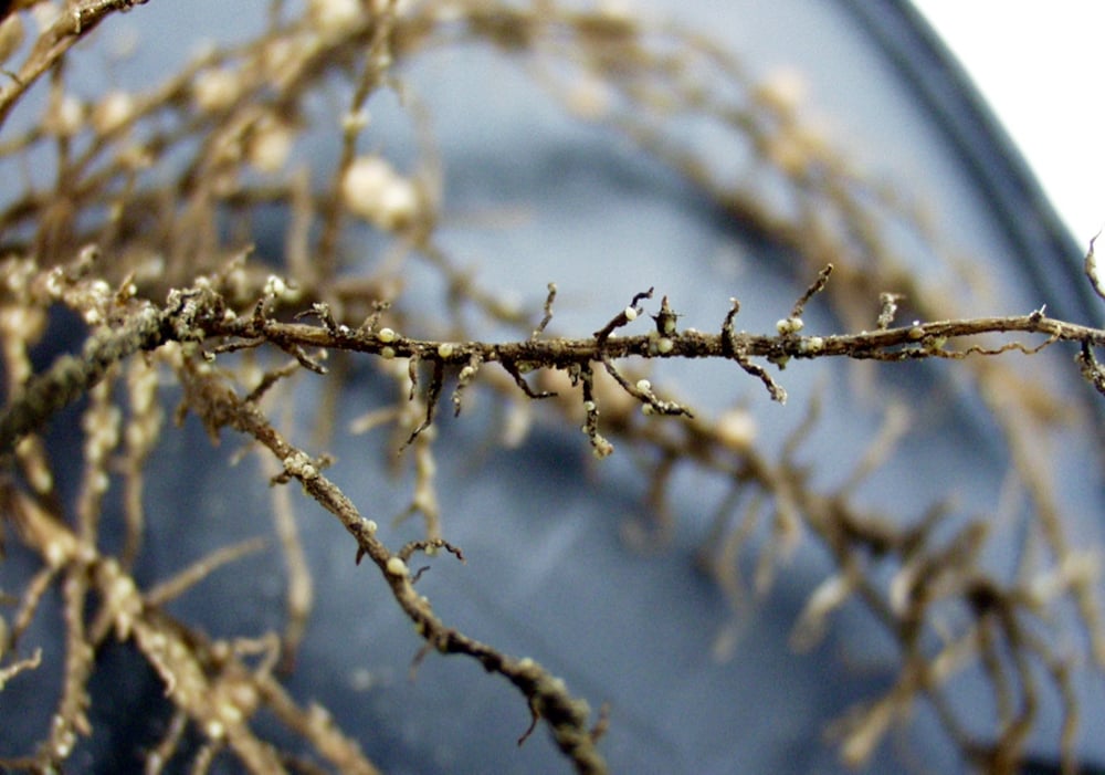 Soybean cyst nematode on roots.