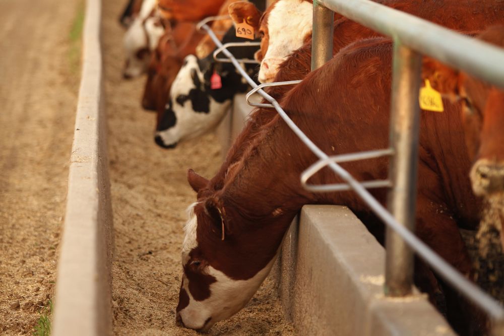 Semi-finalists announced in cattle methane reduction challenge