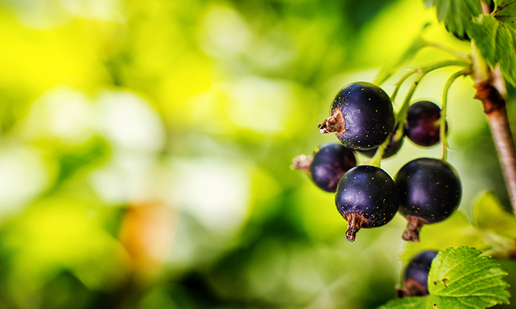 Suntory Beverage & Food leverages AI on blackcurrant farms to support UK biodiversity efforts