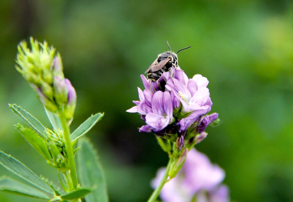 “Non-crop habitats are important for pollinators in agricultural fields as these provide essential resources and nesting sites.”