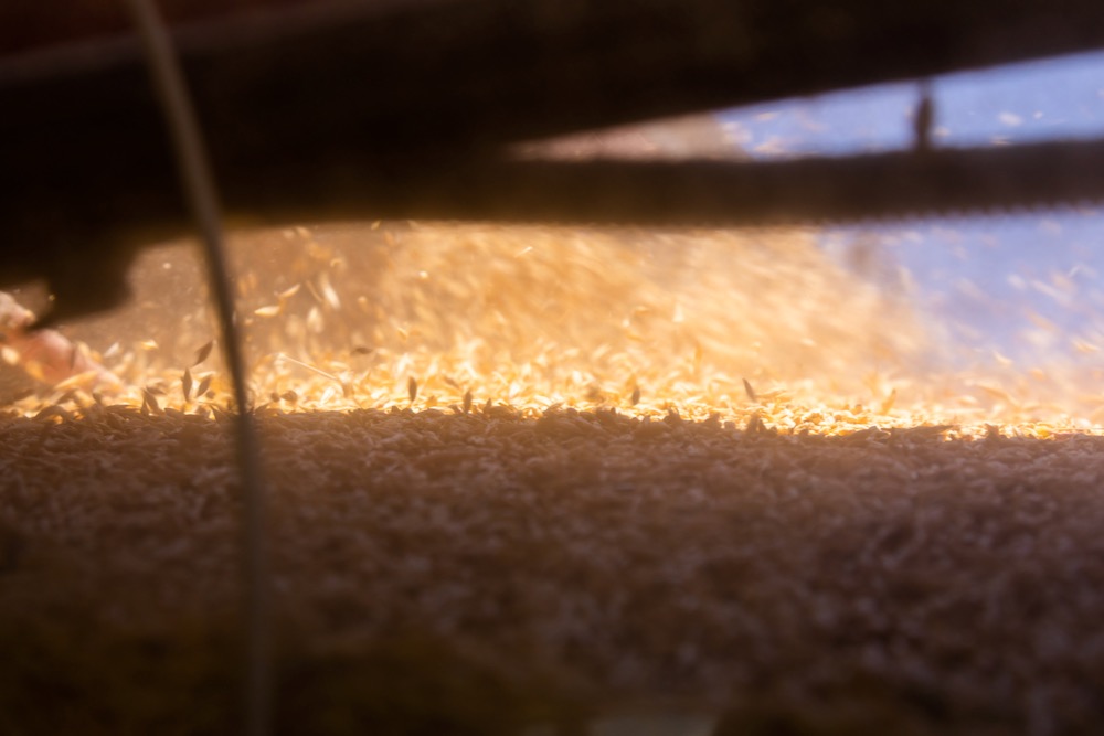 File photo of barley being loaded off the combine. (Collab Media/iStock/Getty Images)
