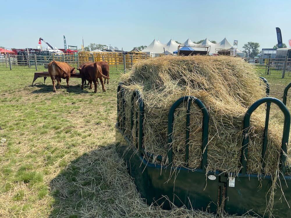 Feed was plentiful for cattle at Ag In Motion,  unlike the challenges beef producers had to acquire enough feed during the past few years of drought on the Prairies. Photo: John Greig
