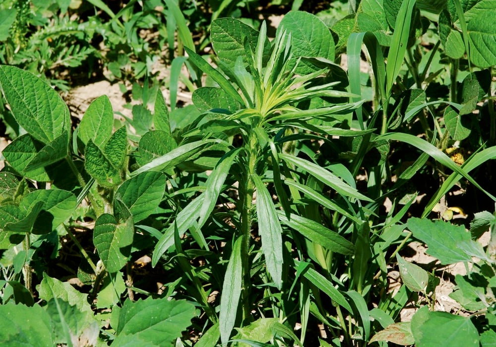 A mild winter led winter annuals like fleabane to get to be way too big for labelled rates for some farmers in southern Ontario.