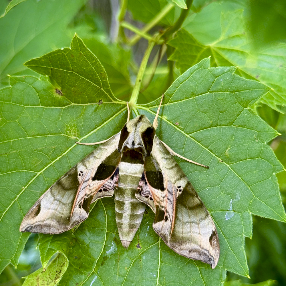 A Pandora sphinx moth, found near Kingsville, Ontario. This rather fetching moth is native to Ontario’s Carolinian zone, and maintains fairly healthy populations in the region.