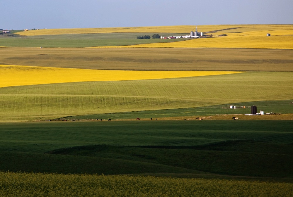 Rolling prairie landscape. Central Alberta, Canada.