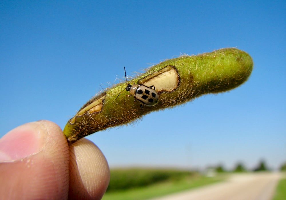 Figure 1. Beetle feeding on pods which can lead to significant seed quality issues.