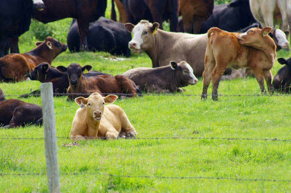 National Beef Strategy celebrates gains