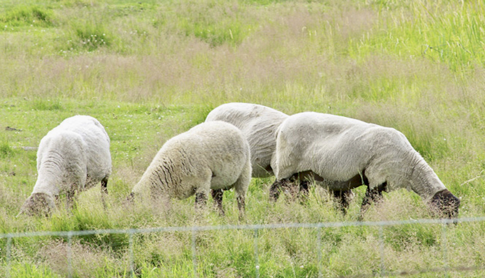 A livestock guardian dog watches over a sheep flock.