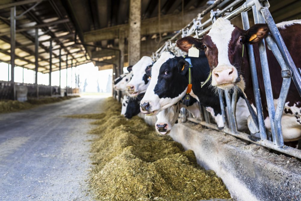 US undercounts bird flu in cattle as farmers shun testing