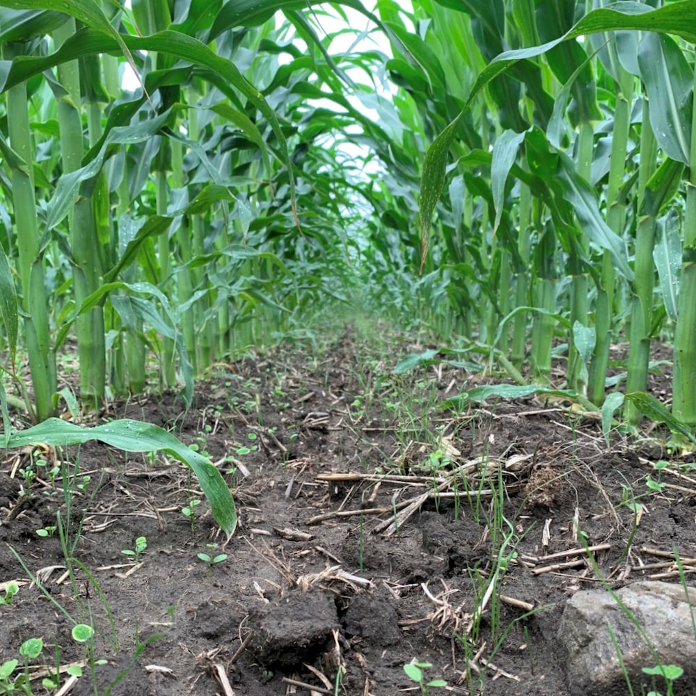 Figure 2. Annual ryegrass and crimson clover seedlings under corn canopy at research site.