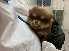 B.C. SPCA pomeranians