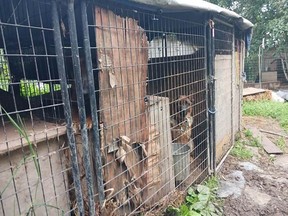 German shepherd in kennel