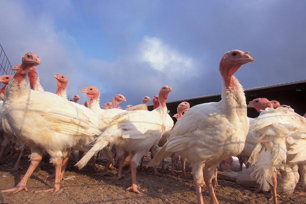 Canadian egg, turkey production climbs on bird flu recovery, stronger demand