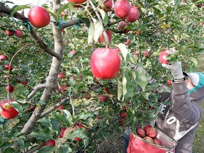 Apples are picked at a Washington state orchard