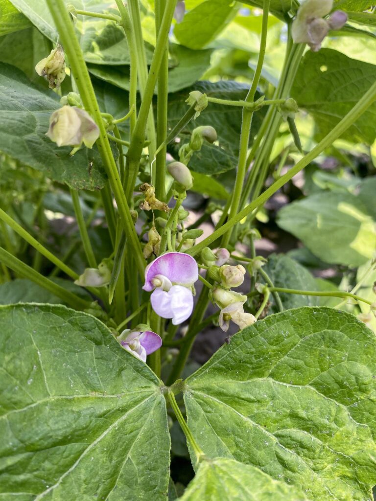 Cranberry beans grown in Grey County on 15-inch rows are fairing better at the flower-pin bean stage than many of their southwestern Ontario counterparts this season.  July 16, 2024.