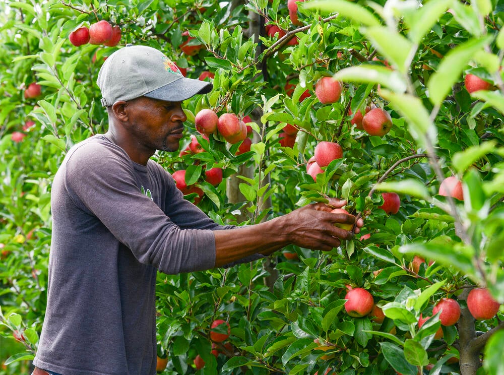 A man picks apples off of a tree.