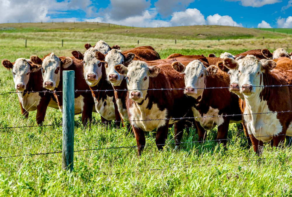 Closeup of a herd of Hereford cattle grazing in a Saskatchewan pasture.