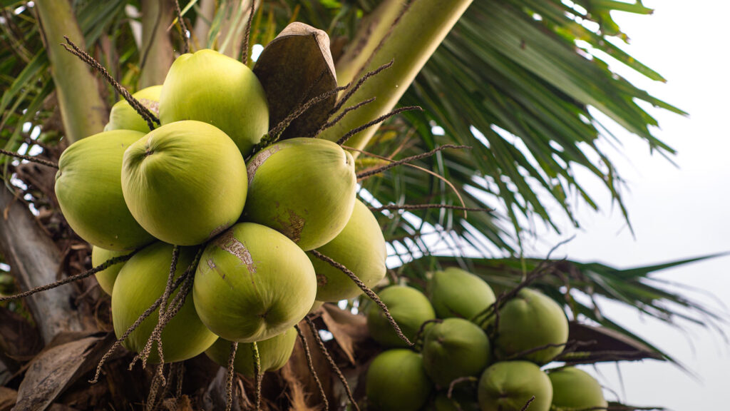 How coconuts and citrus plants can help combat gum disease