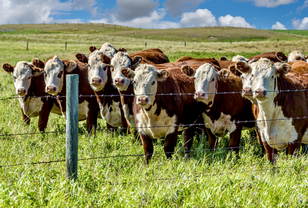 Closeup of a herd of Hereford cattle grazing in a Saskatchewan pasture.