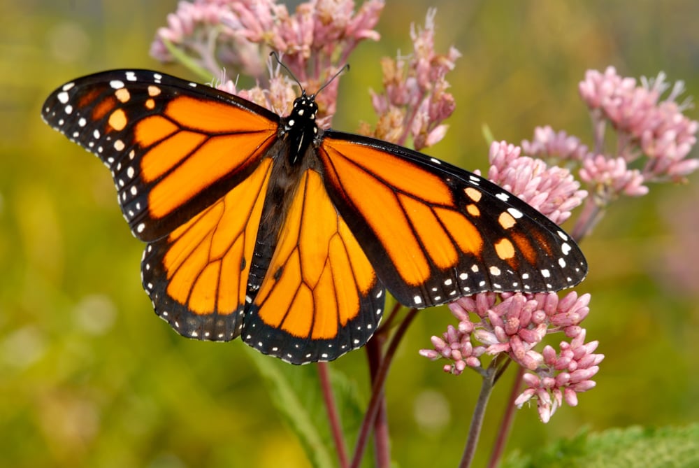 ““We’ve discovered that butterflies and moths accumulate so much static electricity when flying that pollen is literally pulled through the air towards them as they approach a flower.”