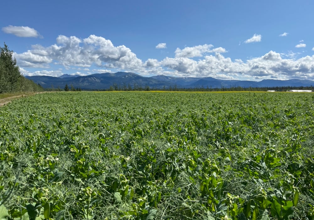 Peas bloom on this farm northeast of Whitehorse.