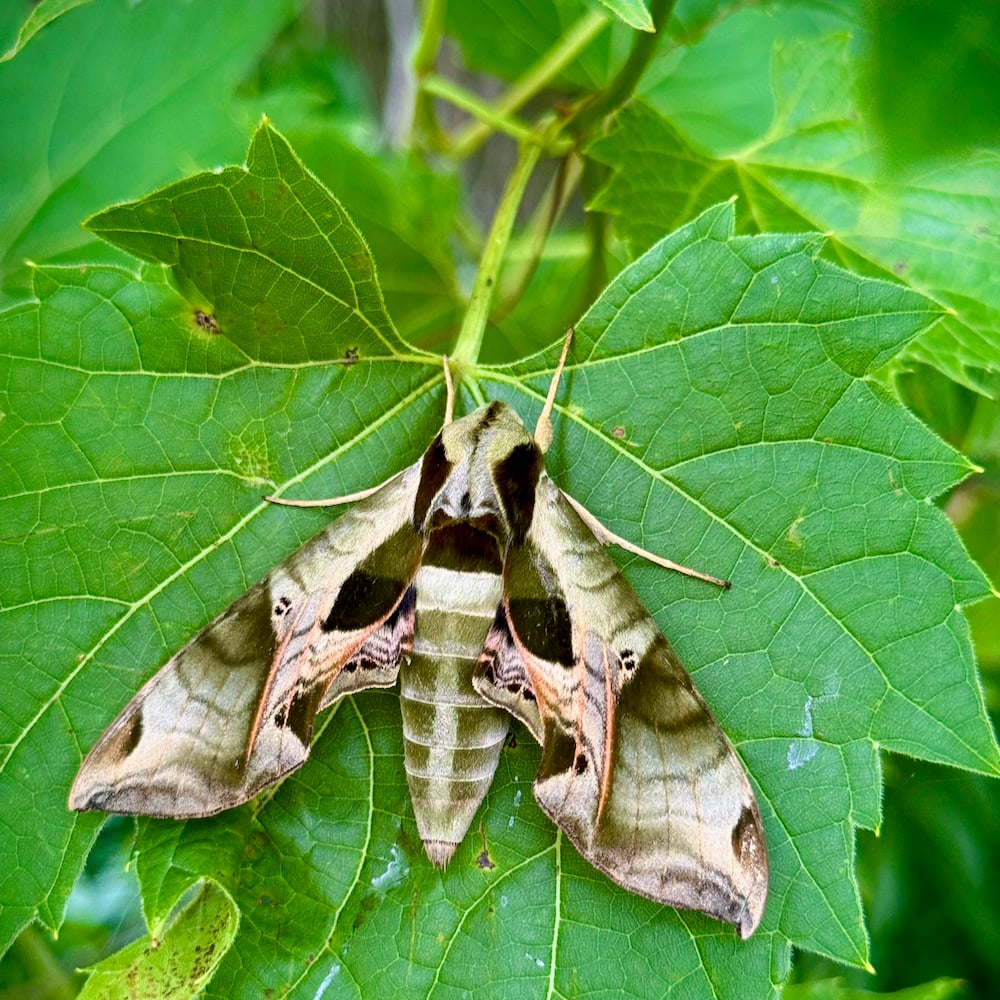 A Pandora sphinx moth, found near Kingsville, Ontario. This rather fetching moth is native to Ontario’s Carolinian zone, and maintains fairly healthy populations in the region.