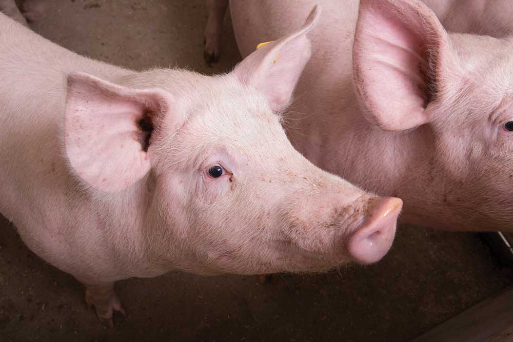 Russian pork producers target EU’s share of China’s pork market