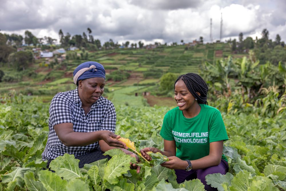 Solar dry, soldier fly, AI: Africans fight hunger with innovation