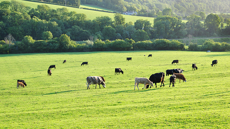 Sustell empowers beef producers to measure environmental impact