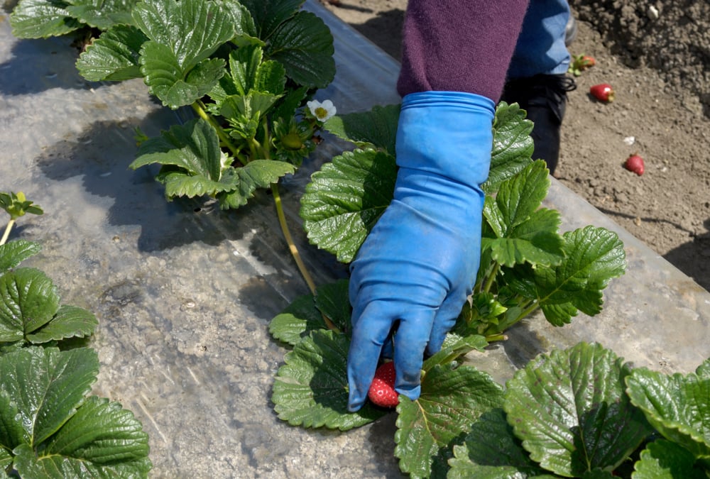 The federal government is making changes to Canada’s temporary foreign worker (TFW) programs to reduce the use of temporary foreign workers in Canada, it announced today. Photo: gomezdavid/iStock/Getty Images
