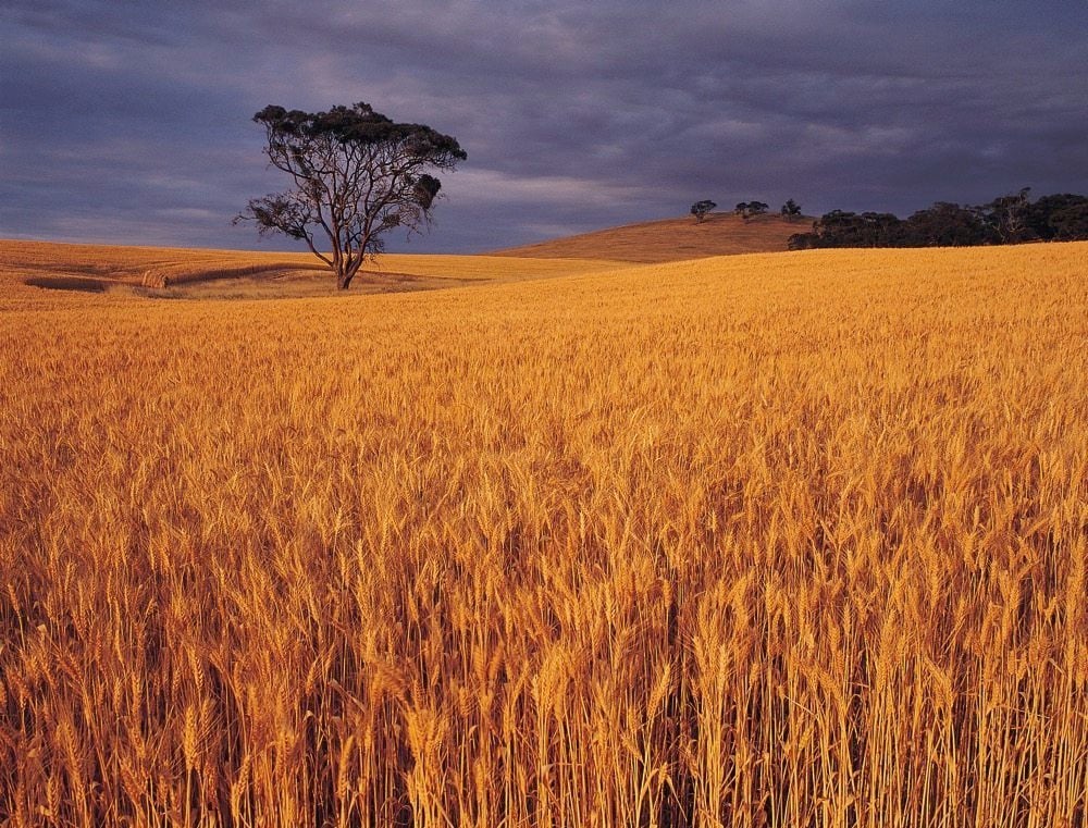 Australian crop production estimates rising: ABARES