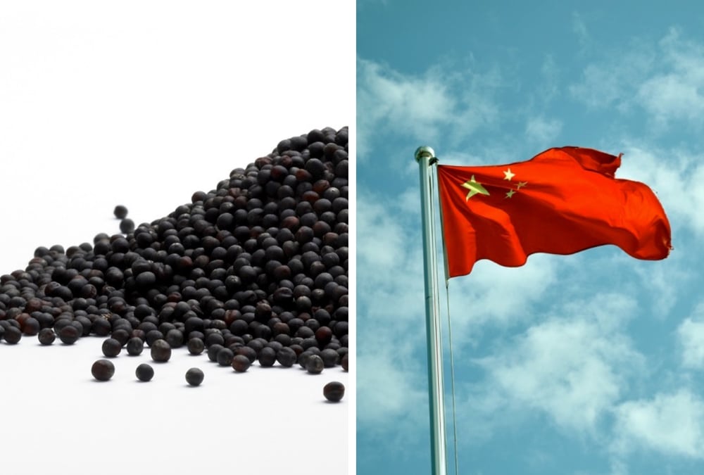 China begins anti-dumping probe into Canadian canola