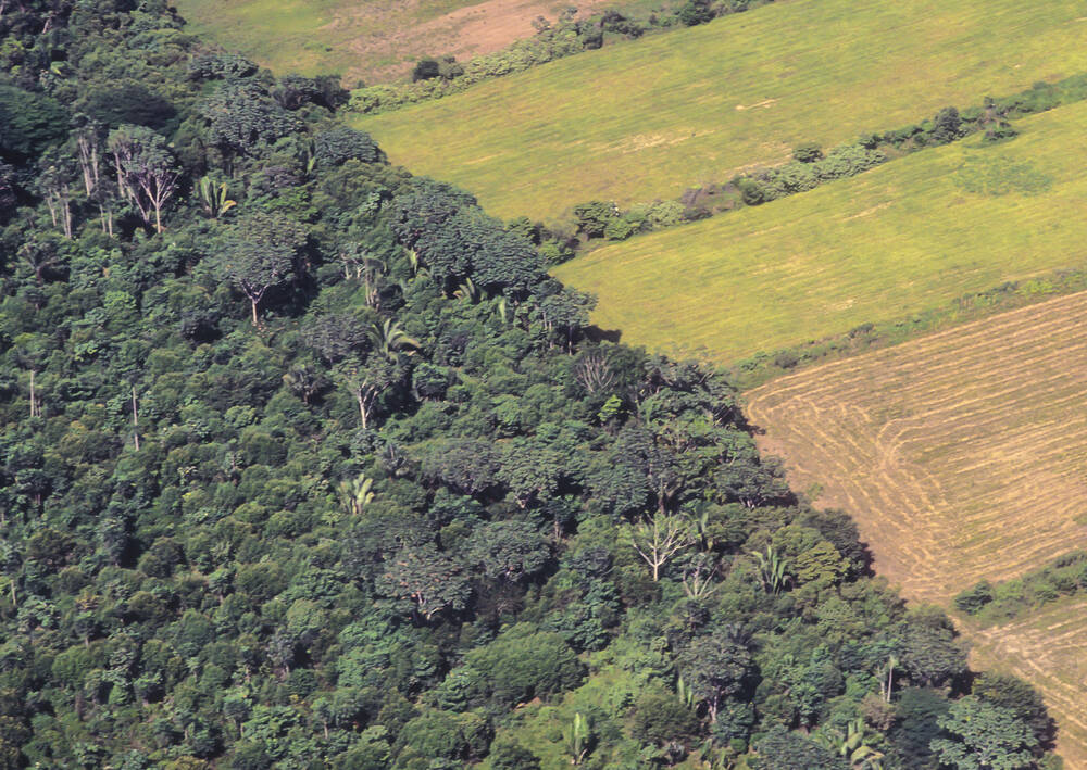 Soya farm field beside the original forest of the Amazon.