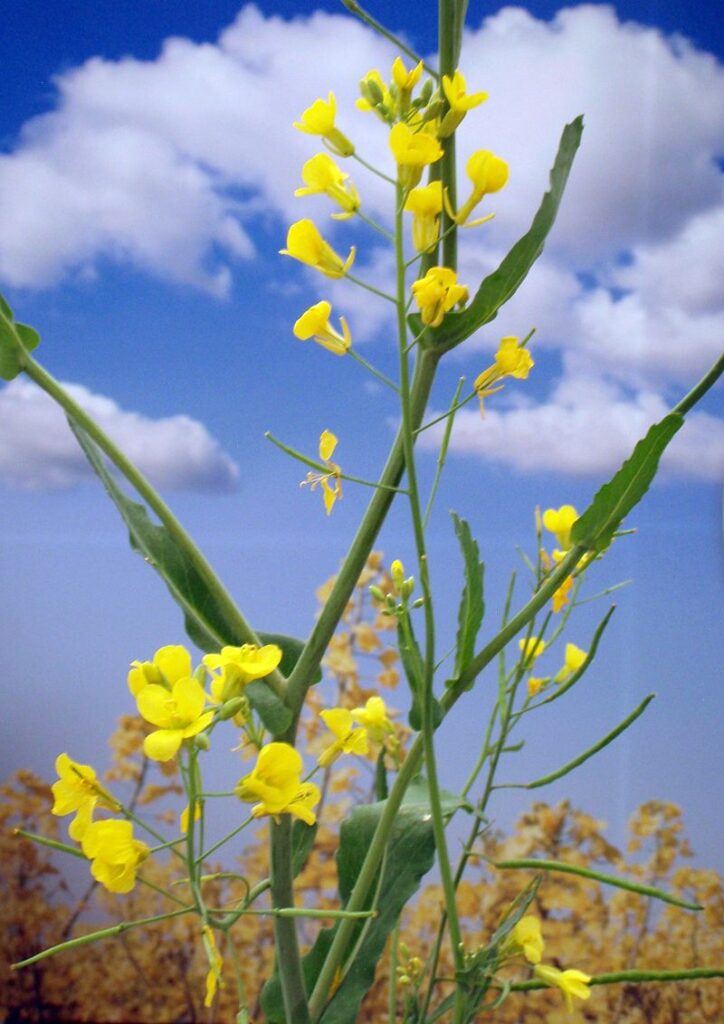 China’s probe of Canadian canola will put both exports and farmers in jeopardy