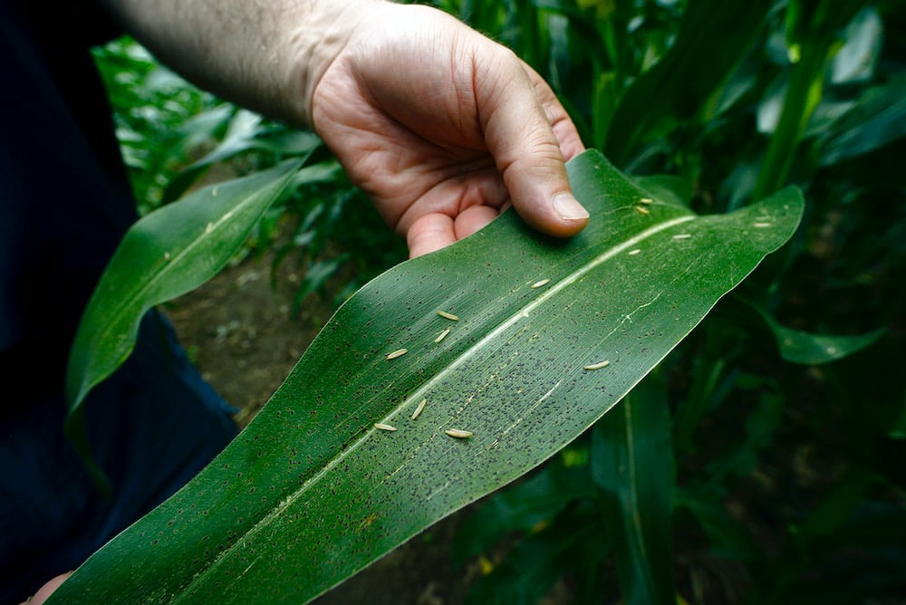 Tar spot lesions are hard, black, raised spots on the leaf