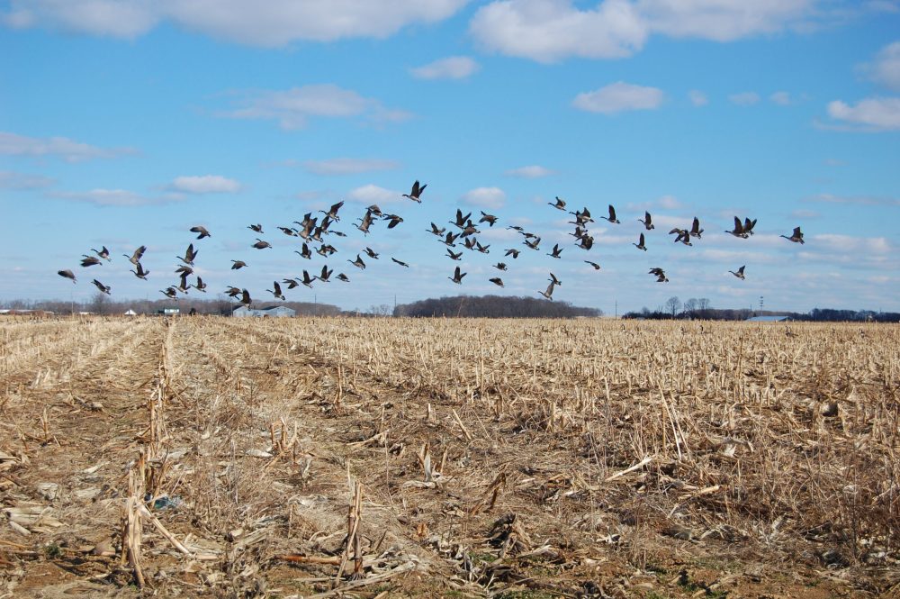 Hunters urged to take biosecurity measures against bird flu