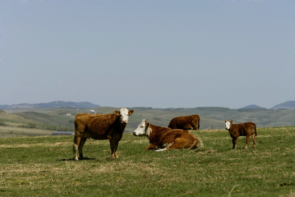 Beef cow, replacement heifer numbers suggest producers aren’t ready to grow herds: FCC