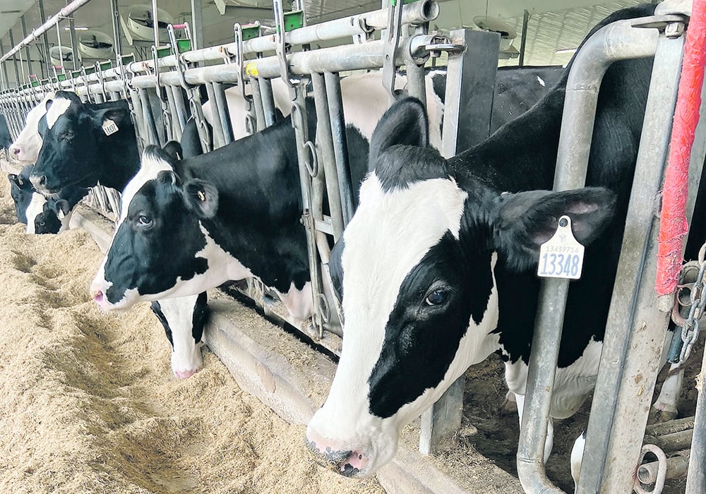 State animal and human health experts in three states who work closely with veterinarians and farmers said the government tally is likely an undercount because farmers are fearful of the economic hardship brought by a positive test, including being restricted from selling their milk or cattle for weeks.