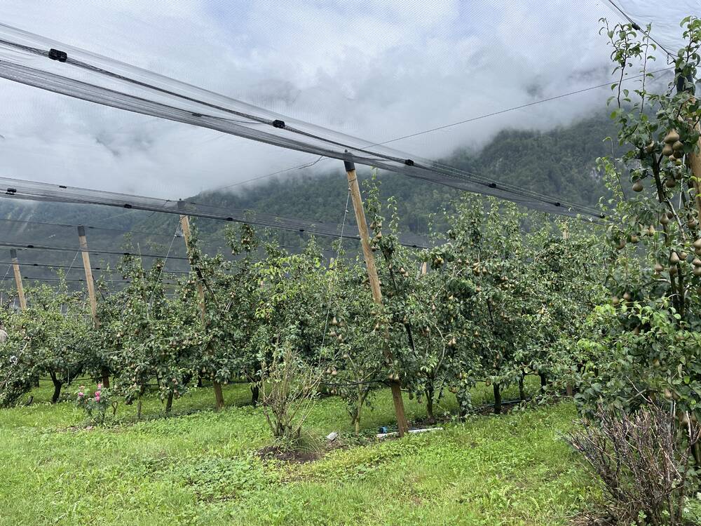 Trial orchards in St Gallen, Switzerland. 