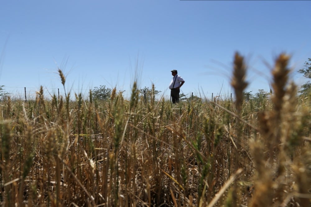 Argentine farmers abandon some wheat fields, hope for rain