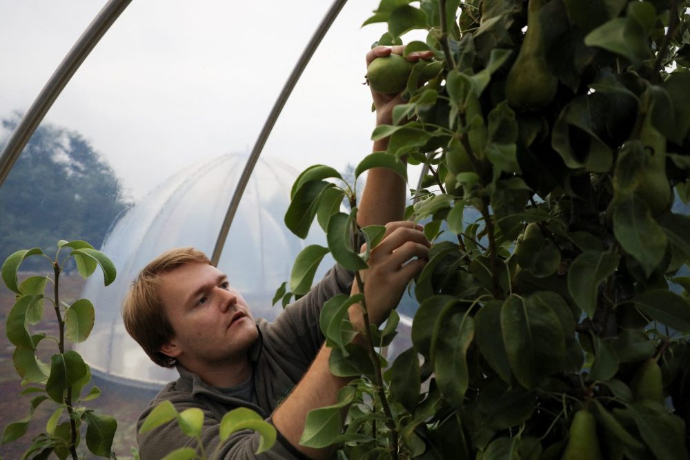 Belgian climate scientists grow the pears of the future