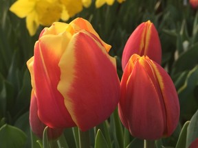 tulips