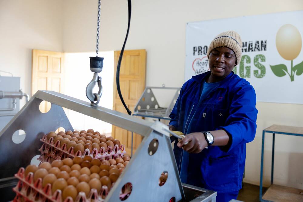 Employee at Project Canaan submerging eggs.