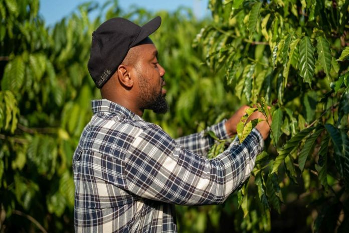 Ghana set to grow and drink more coffee